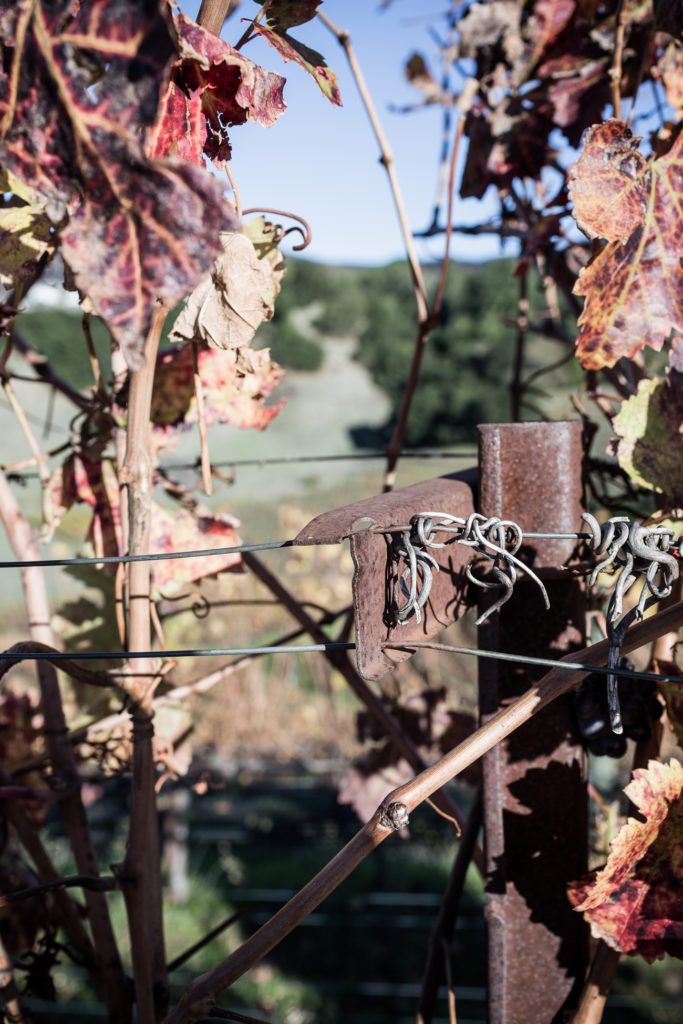 Milliken Creek Napa Valley-24